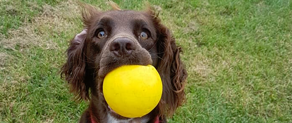 doggy day care sussex