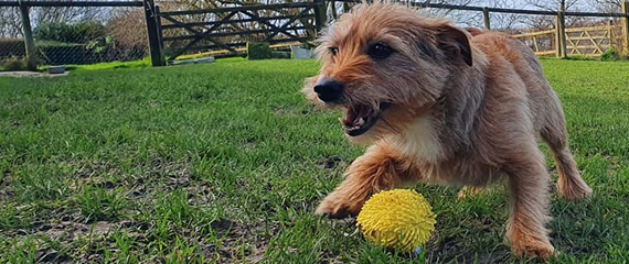 doggy day care sussex